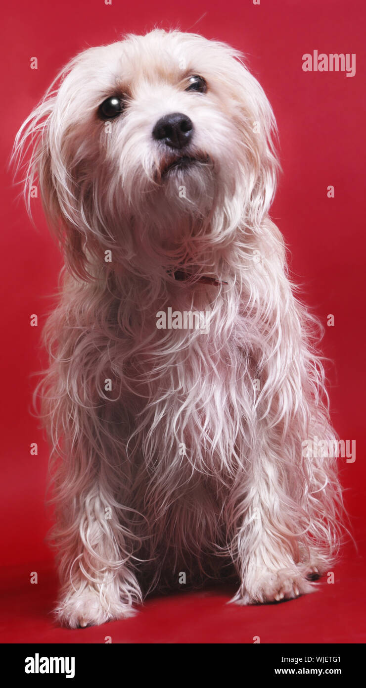 Dog on red Stock Photo