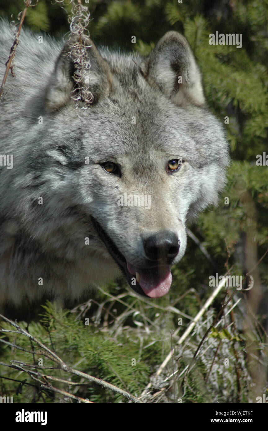 Grey wolf animals hi-res stock photography and images - Alamy
