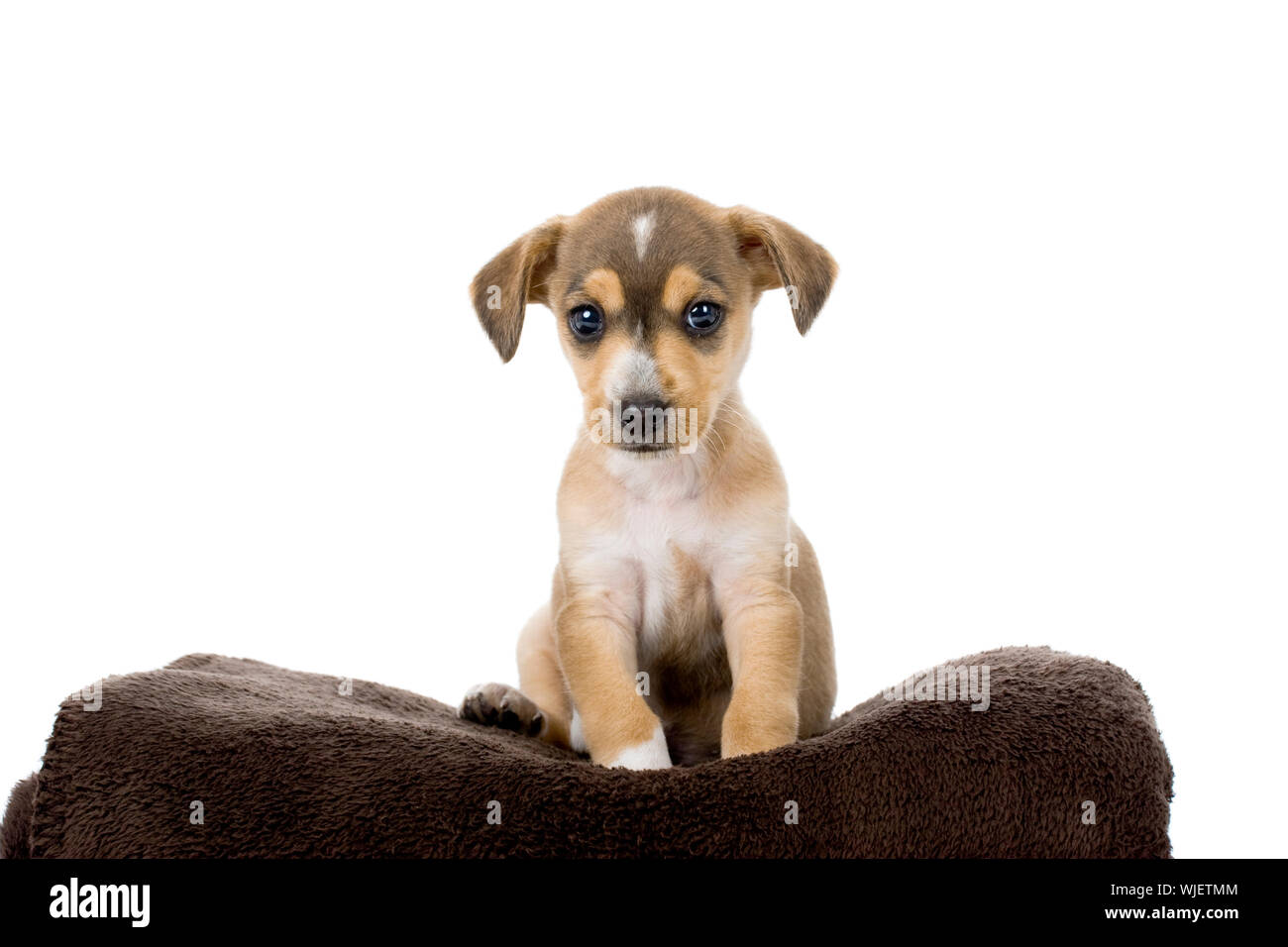 Portrait of a adorable puppy isolated on white Stock Photo - Alamy