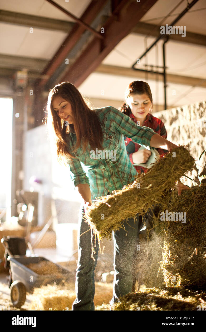 Two young women lifting hay bales in a barn Stock Photo Alamy