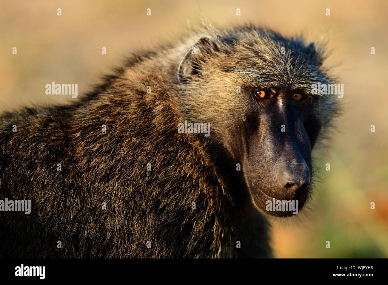 Portrait of a baboon. /  In beams of a rising sun the baboon has turned back. Stock Photo