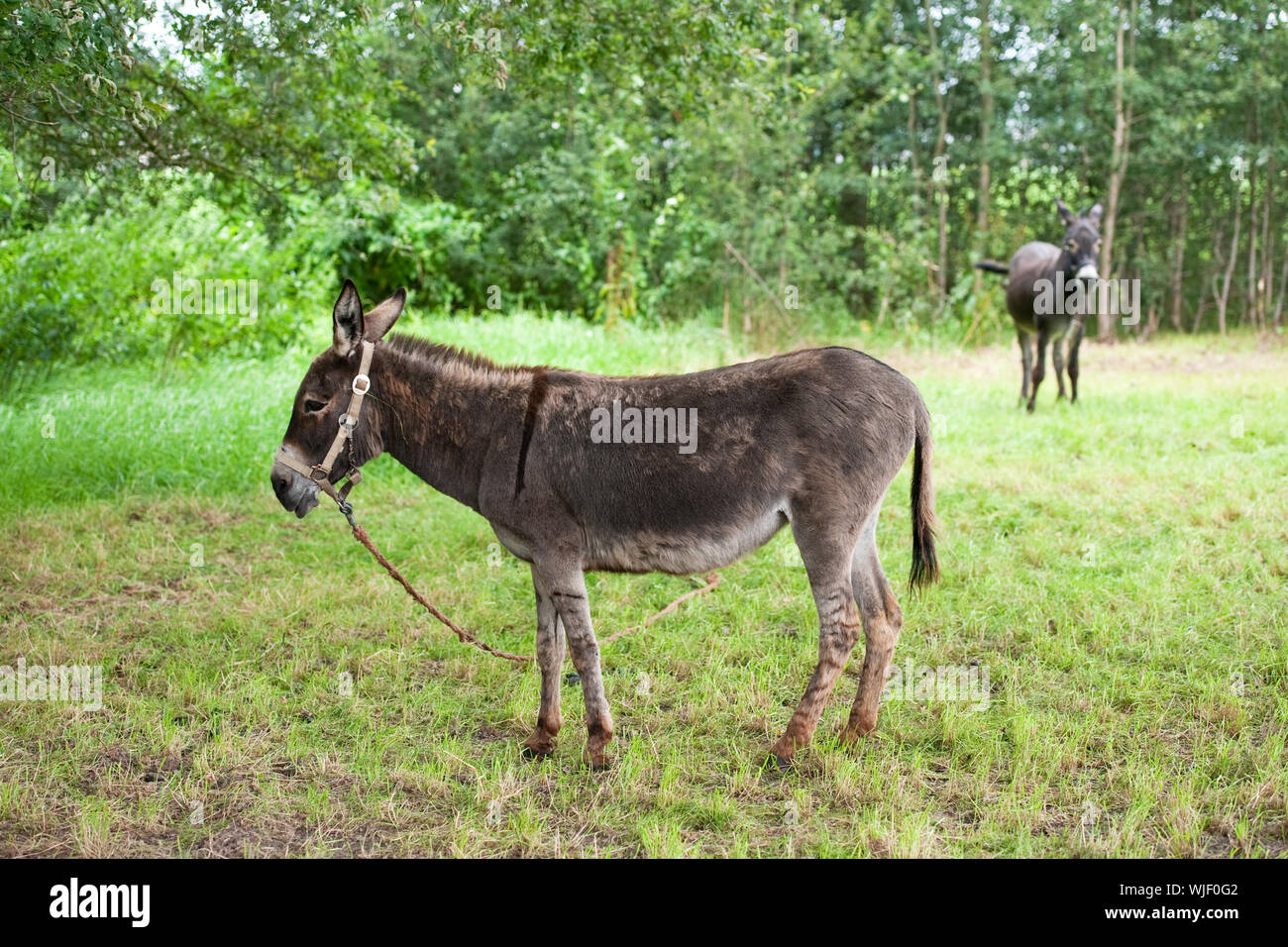 Two donkeys tied with ropes near the forest Stock Photo Alamy