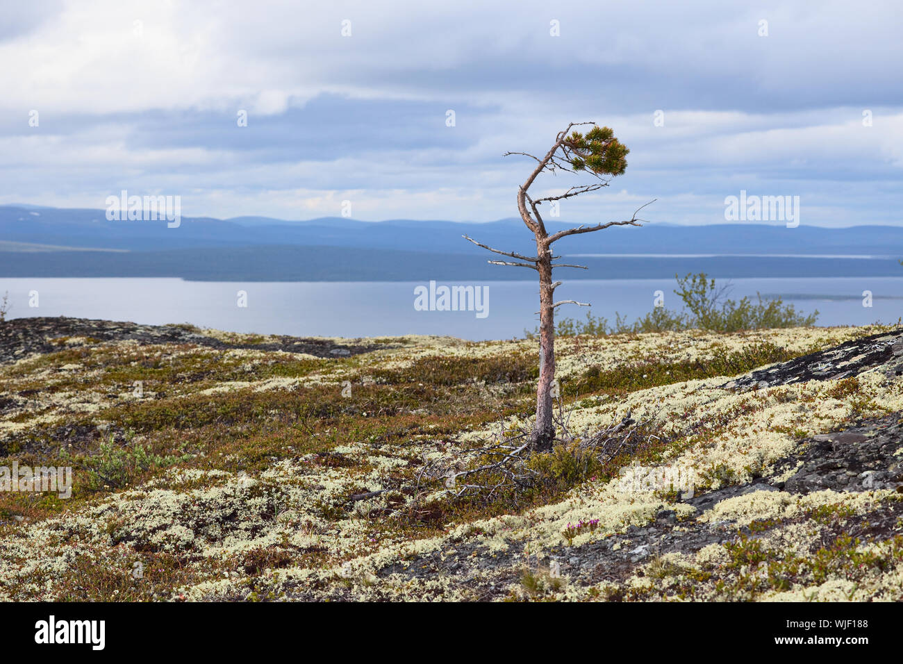 Halfdead pine growing at mountain top Stock Photo Alamy