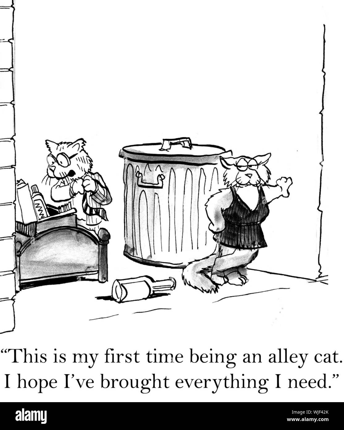 Alley cat hires stock photography and images Alamy