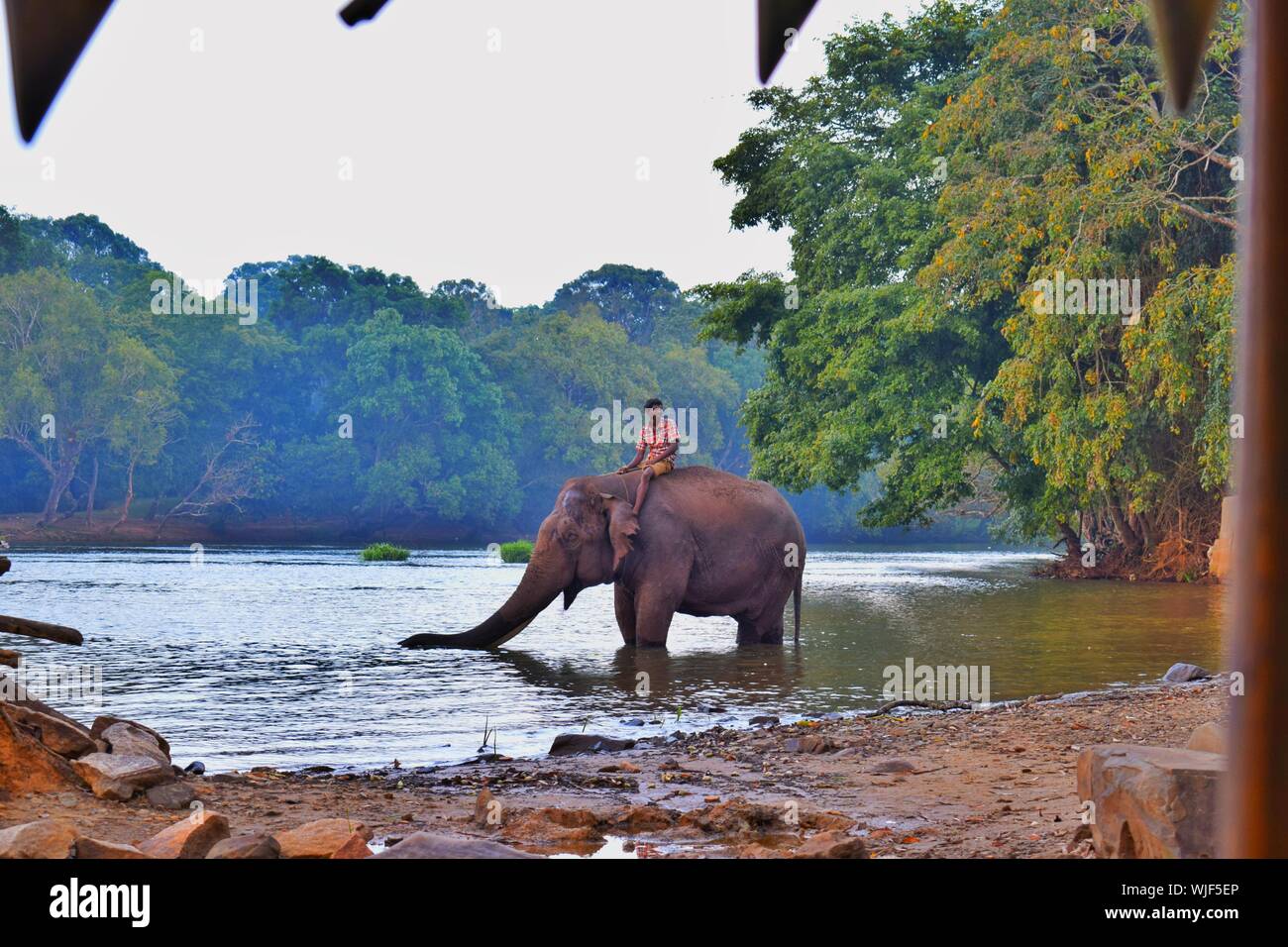 Man Riding Elephant Water High Resolution Stock Photography And Images Alamy