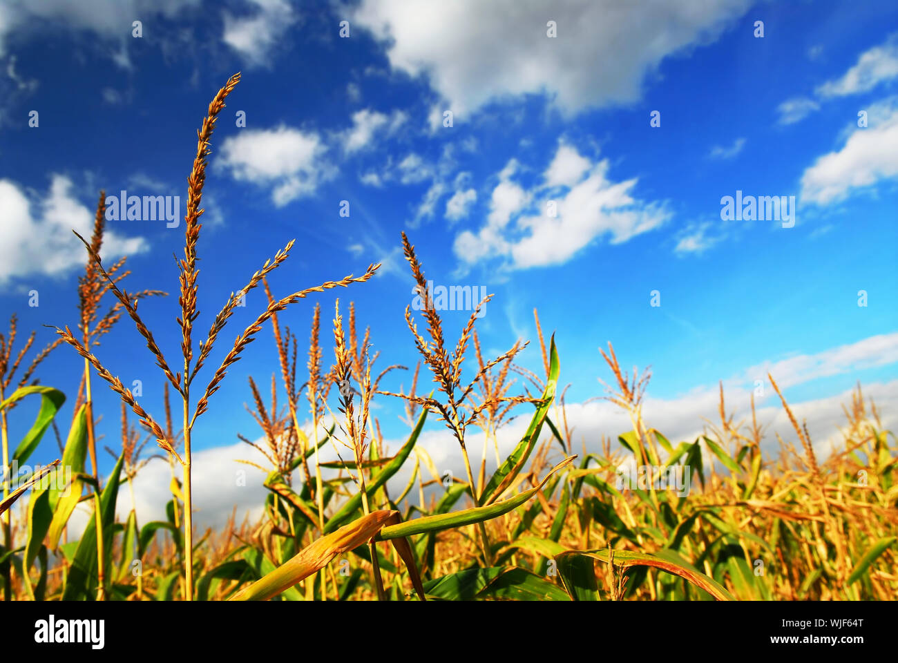 Farm field with growing corn under blue sky Stock Photo - Alamy