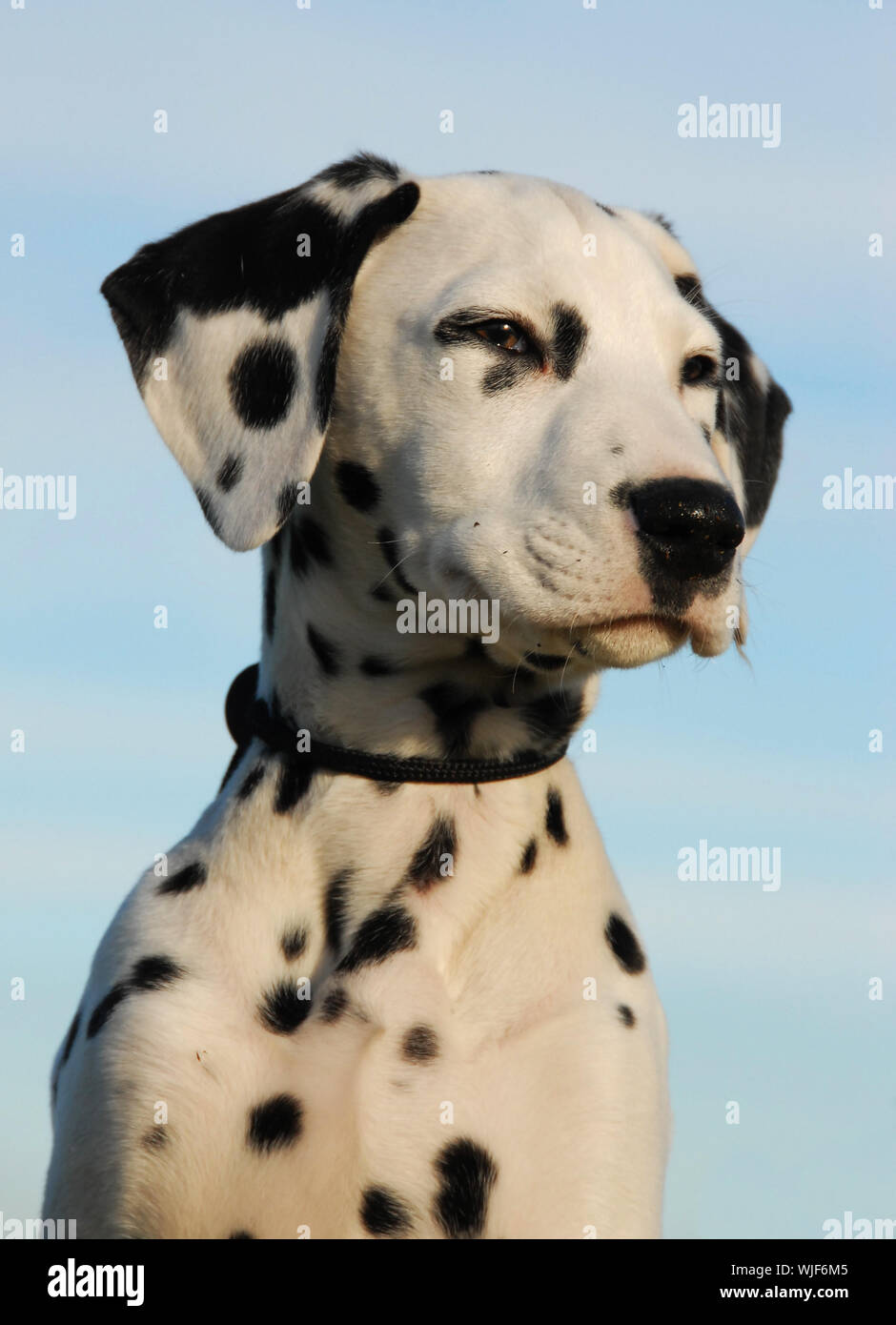 Purebred dalmatian best sale