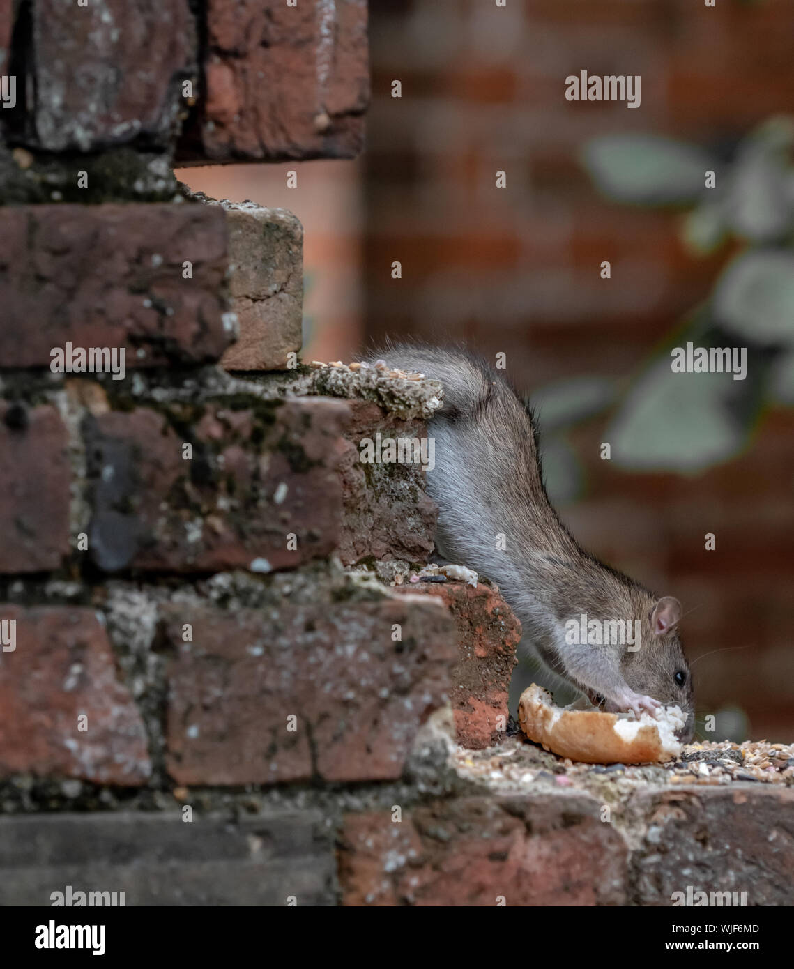 A Rat in the garden helping himself to some bird food Stock Photo Alamy