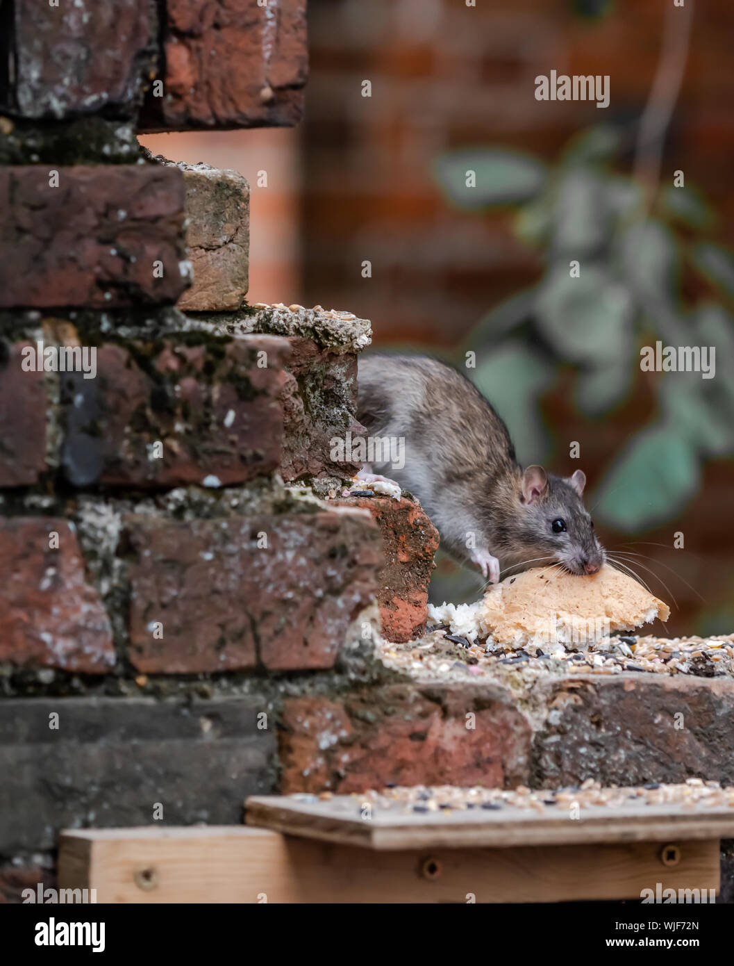 A Rat in the garden helping himself to some bird food Stock Photo Alamy