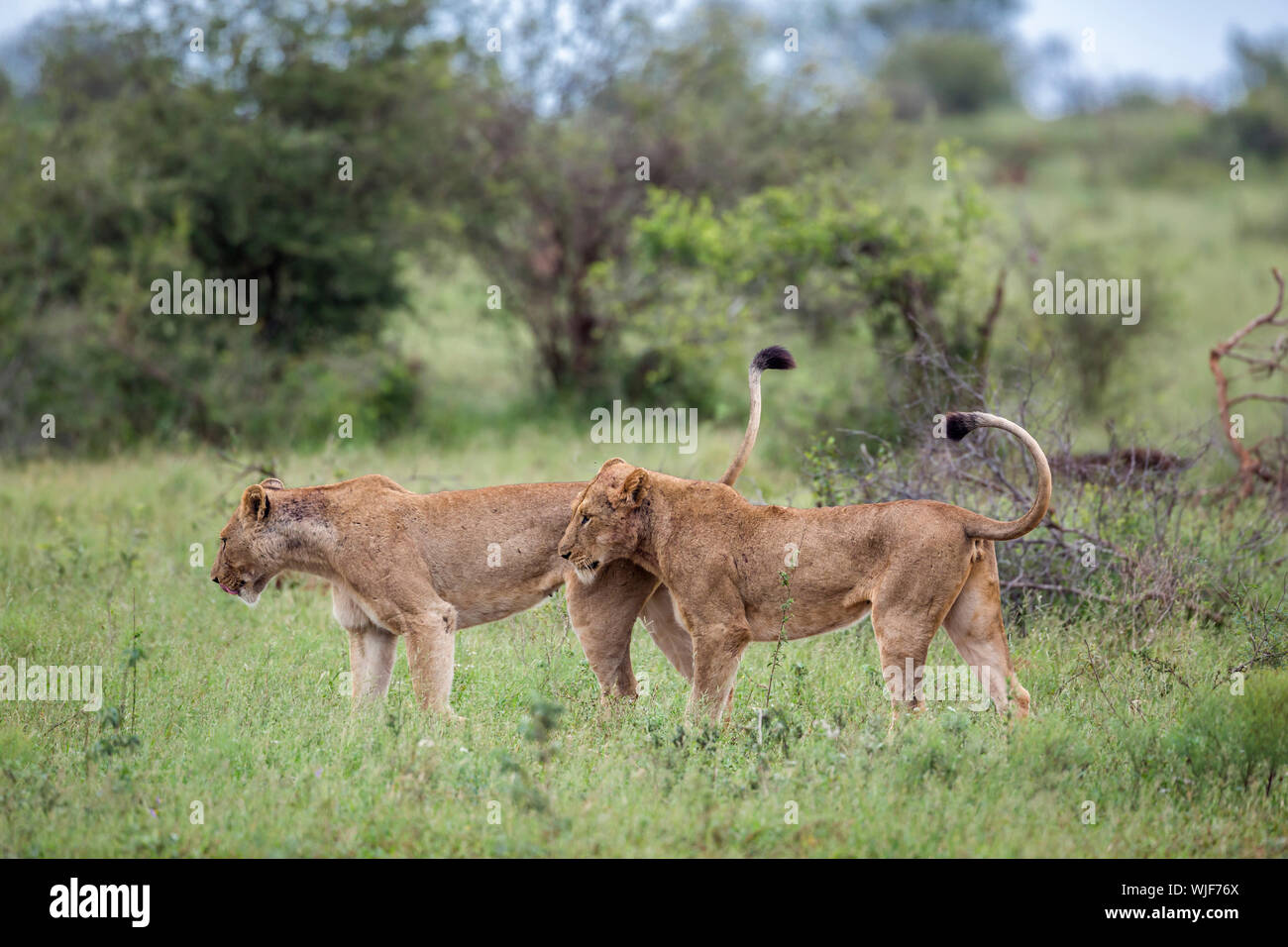 Two African lioness  tail up in green bush in Kruger National park, South Africa ; Specie Panthera leo family of Felidae Stock Photo