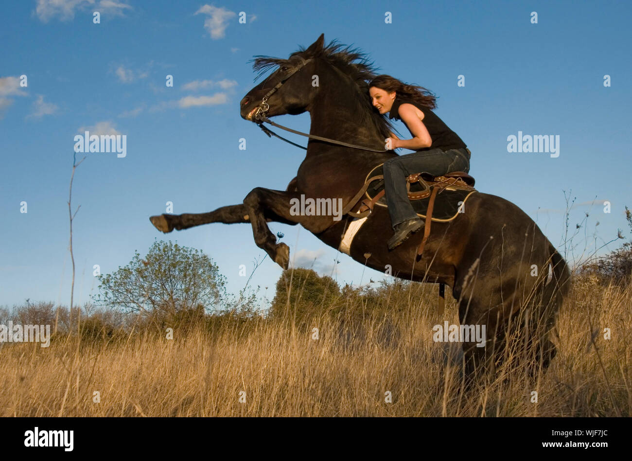 Angry Young Stallion
