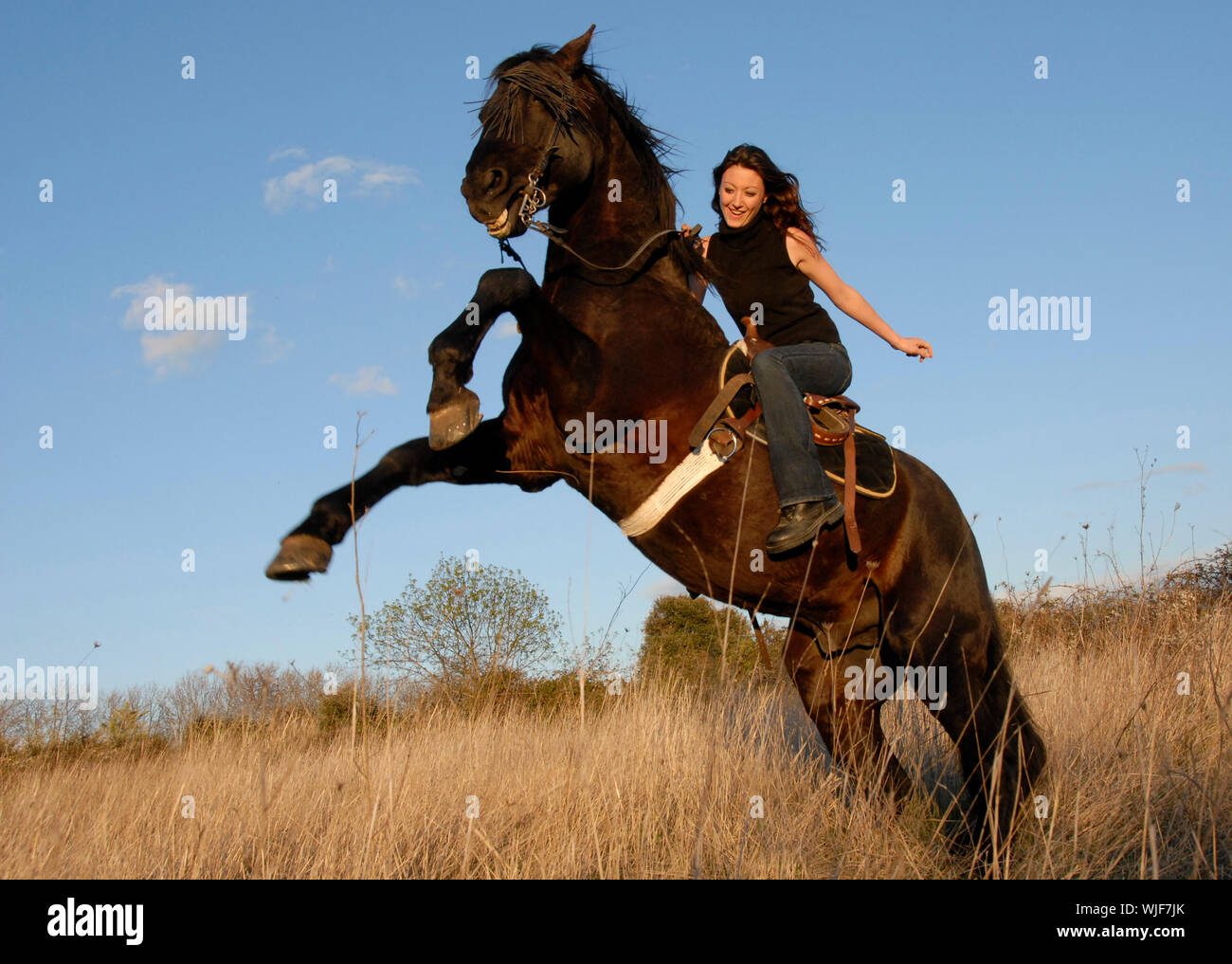 Angry Young Stallion