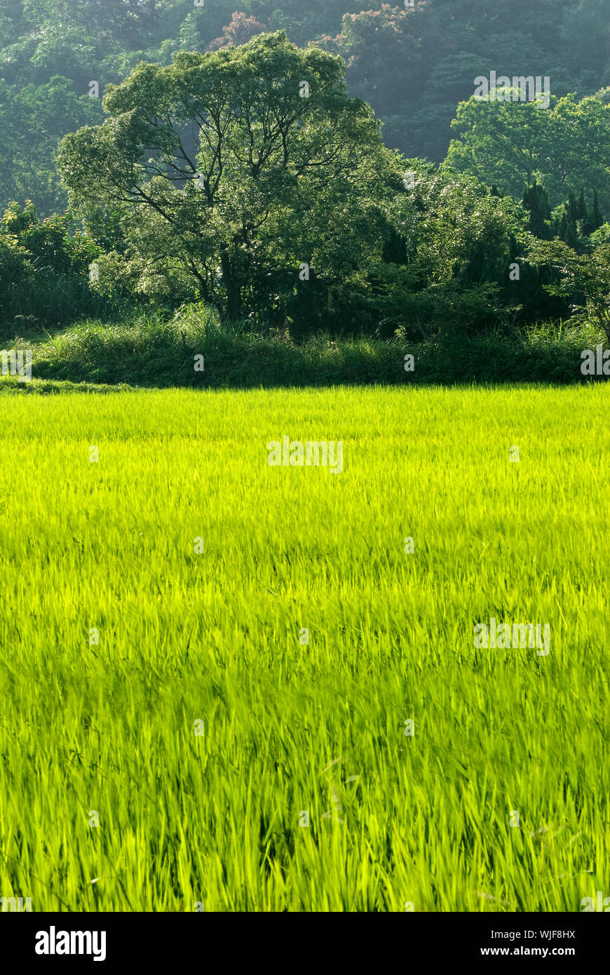 Nature landscape of rural with forest and trees and grass in daytime. Stock Photo