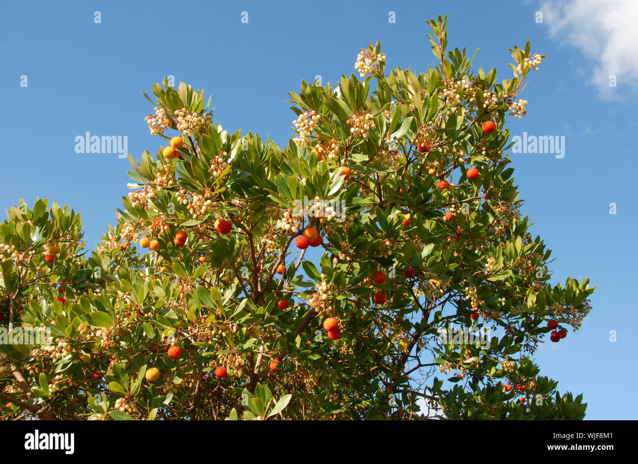 arbousier, tree in the south of France (Arbustus unedo) Stock Photo