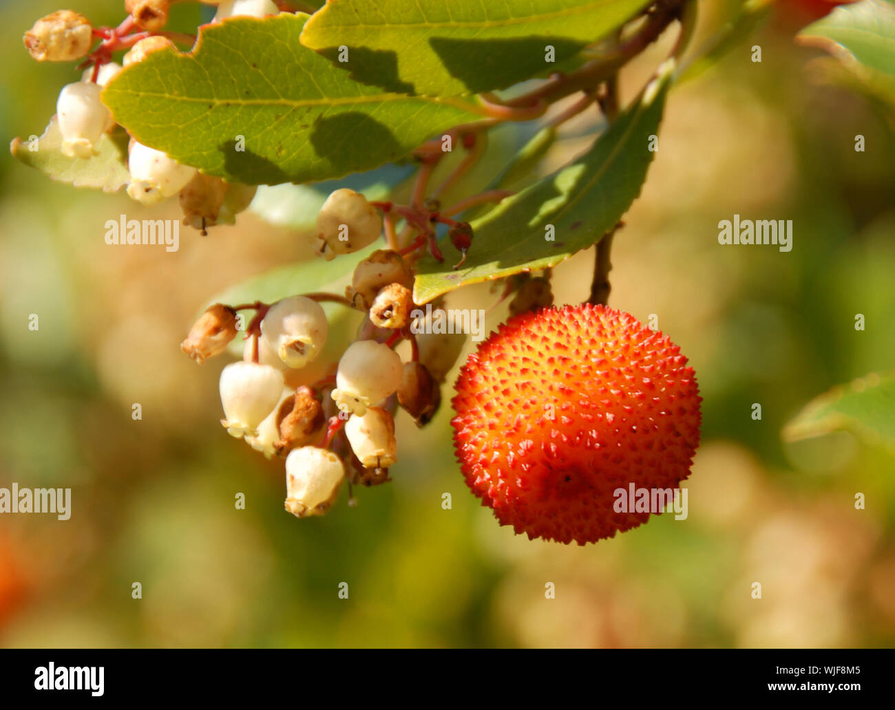 arbousier, tree in the south of France (Arbustus unedo) Stock Photo