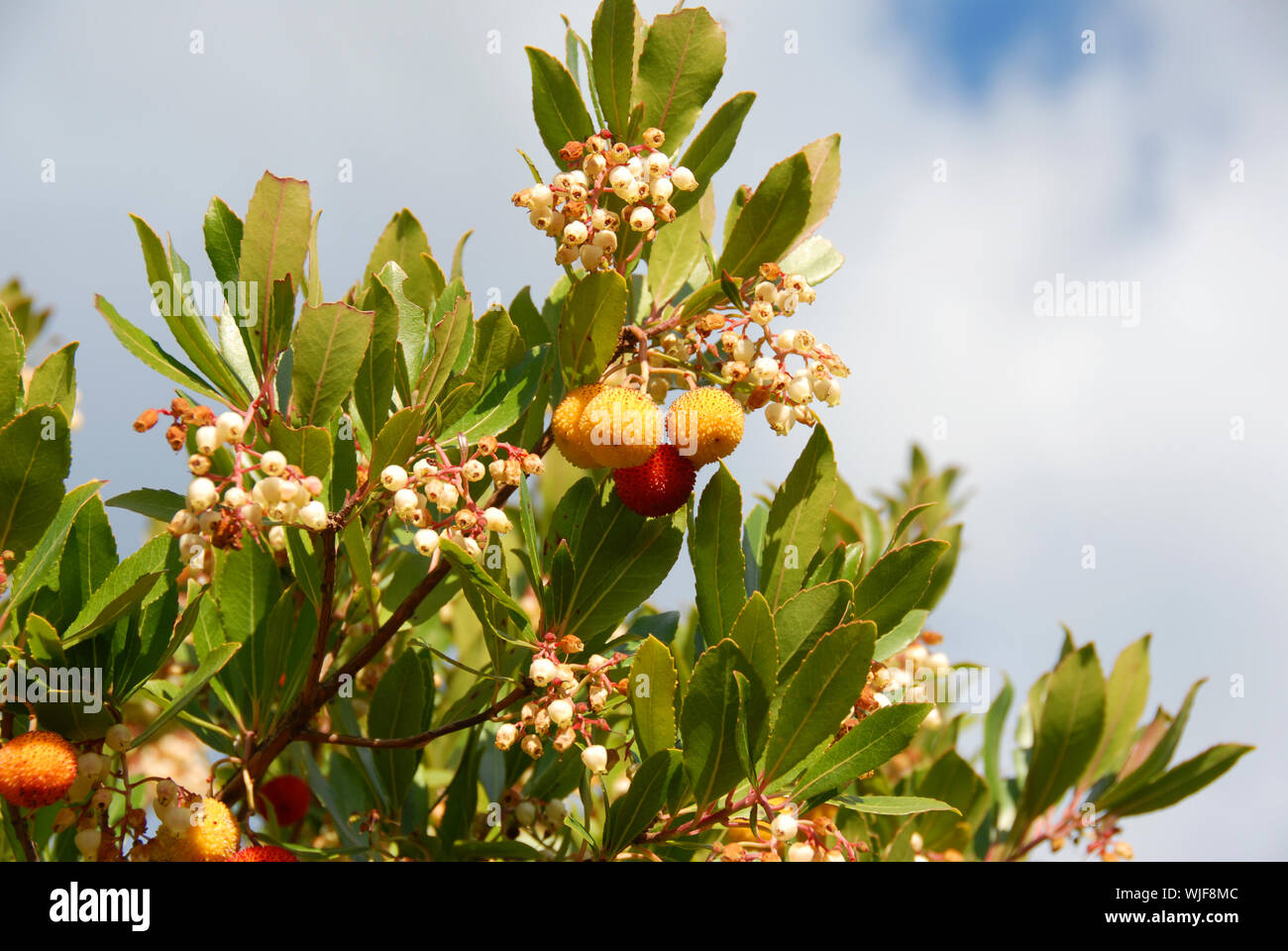 arbousier, tree in the south of France (Arbustus unedo) Stock Photo
