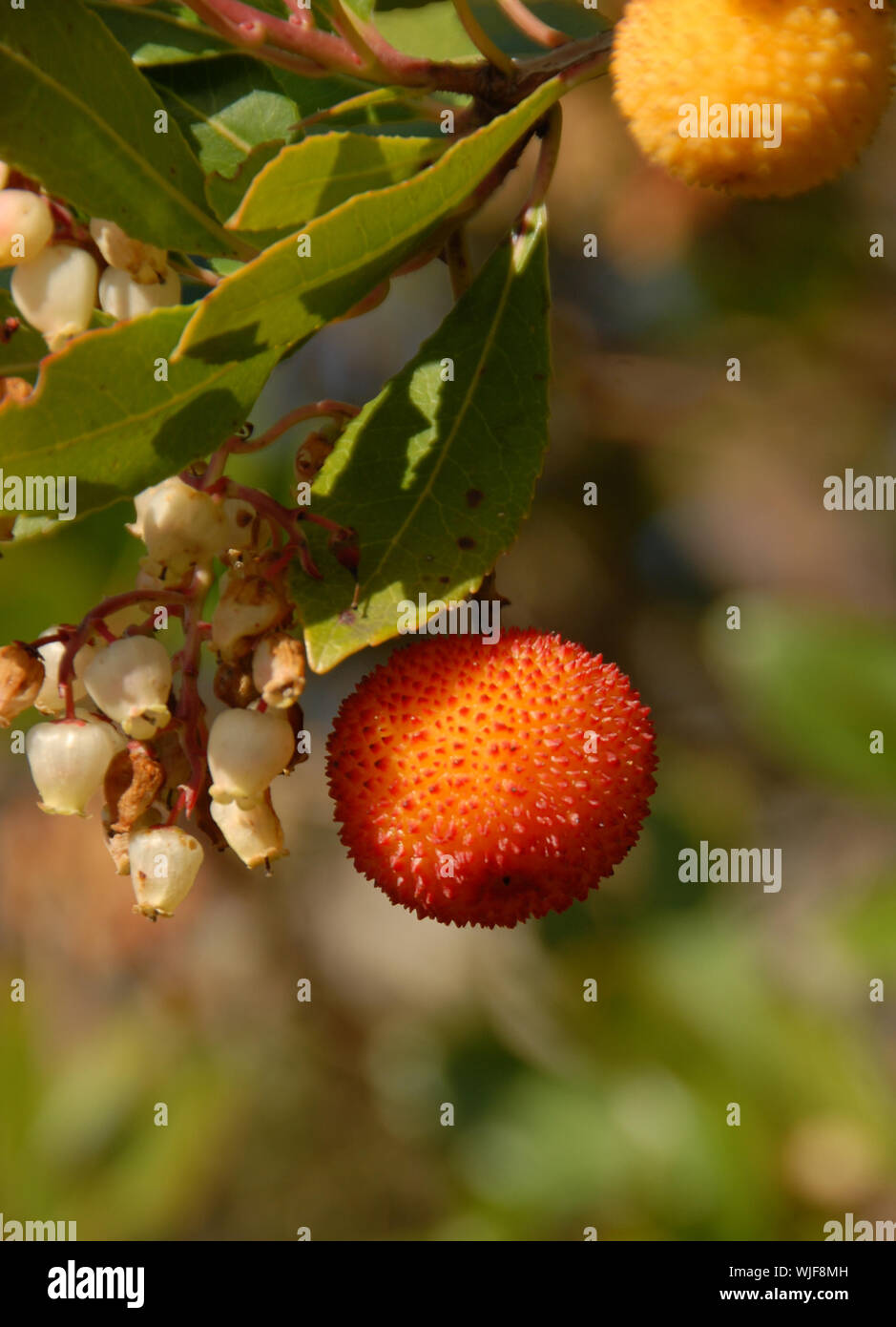 arbousier, tree in the south of France (Arbustus unedo) Stock Photo