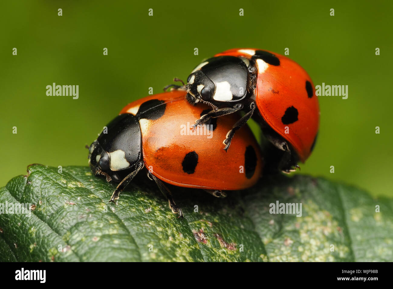 Mating 7-spot Ladybirds (Coccinella septempunctata) on bramble. Tipperary, Ireland Stock Photo