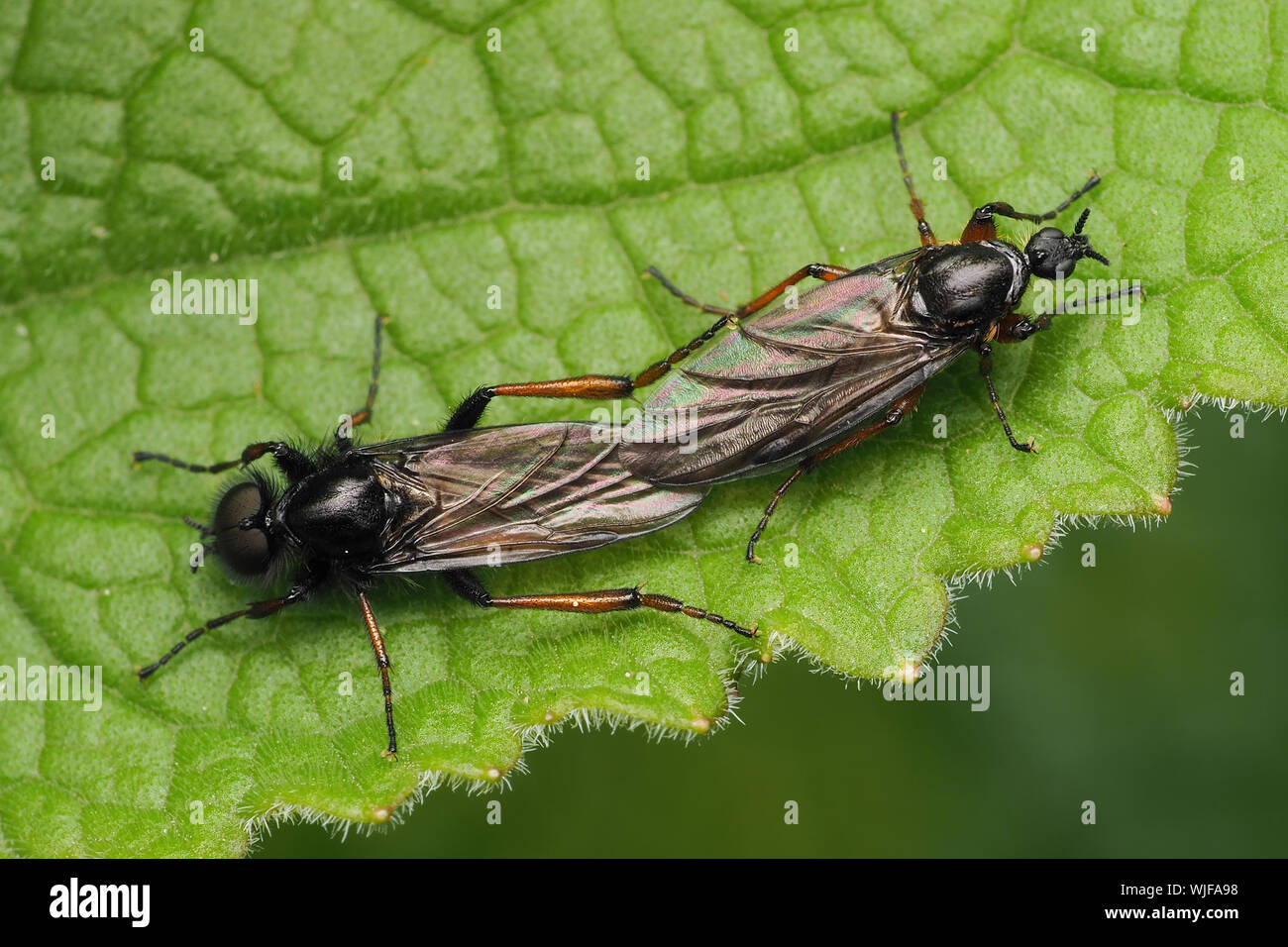Mating Bibio sp flies on plant leaf. Tipperary, Ireland Stock Photo