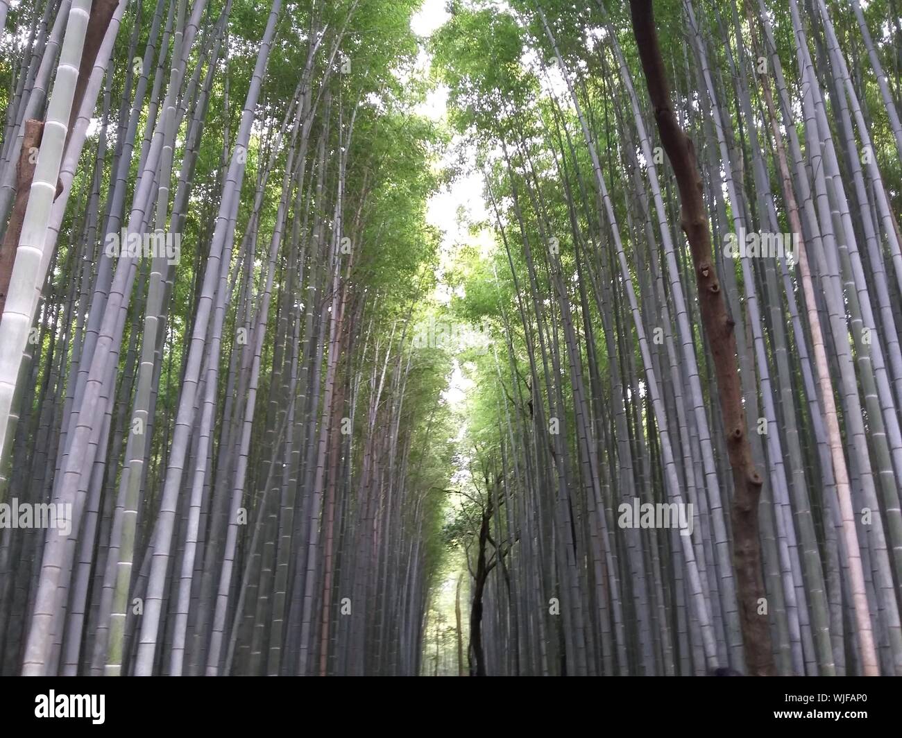 Bamboo Groove At Arashiyama Stock Photo