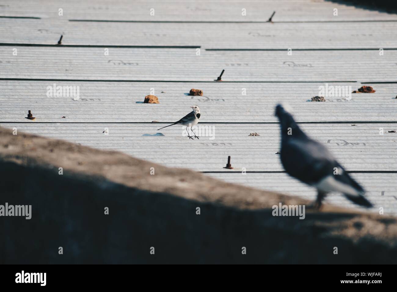 Birds Perching On Deck Stock Photo Alamy