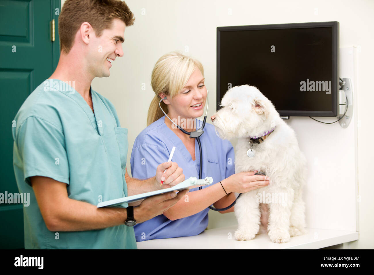 Dog Vet CheckUp Stock Photo Alamy