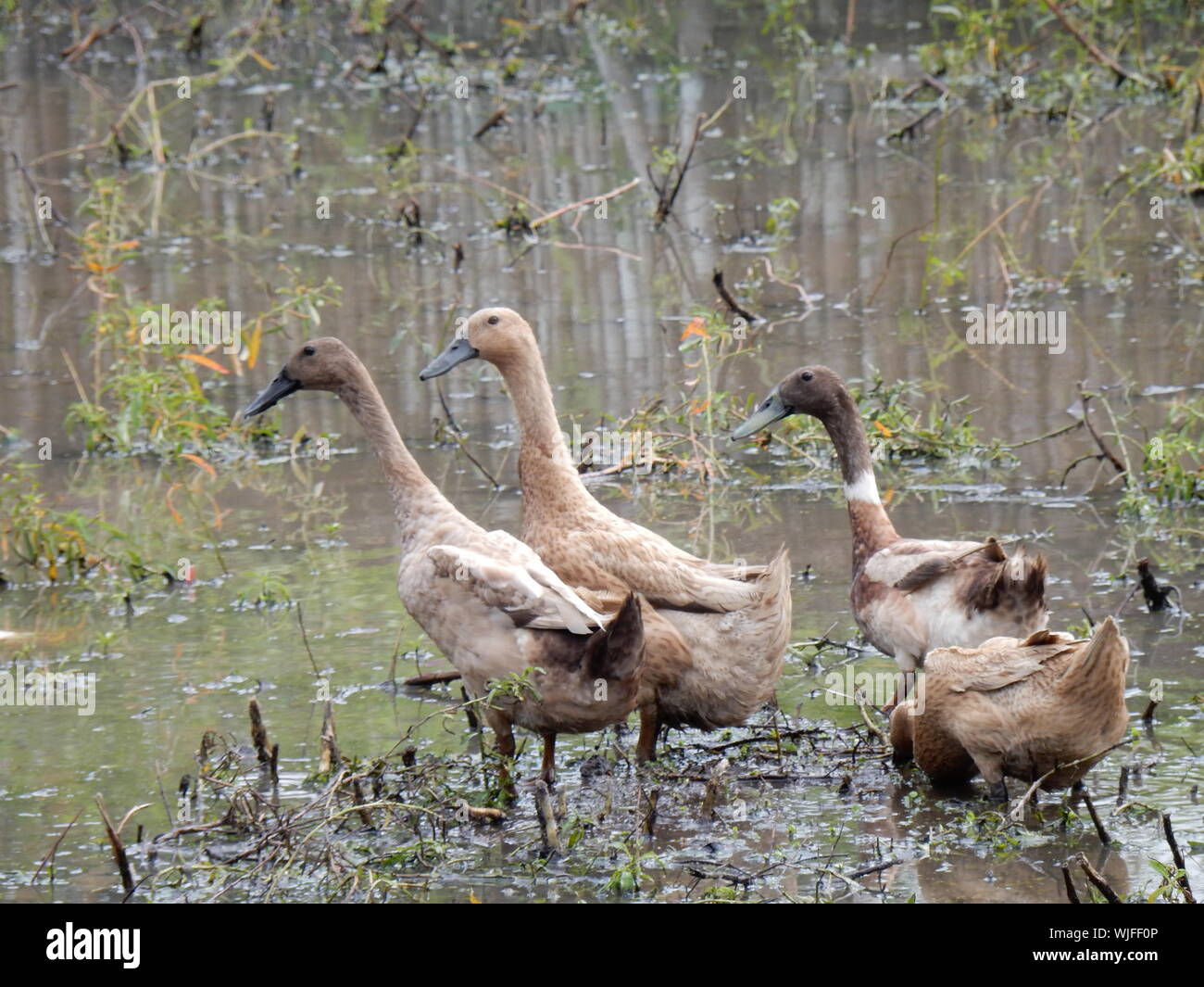 Muddy water ducks hires stock photography and images Alamy