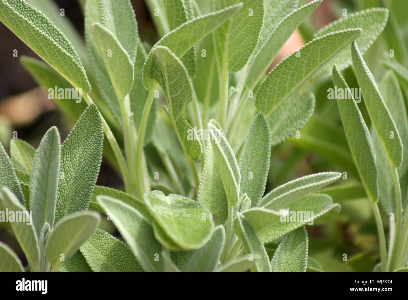 organic sage, ideal as spice for every kitchen Stock Photo Alamy
