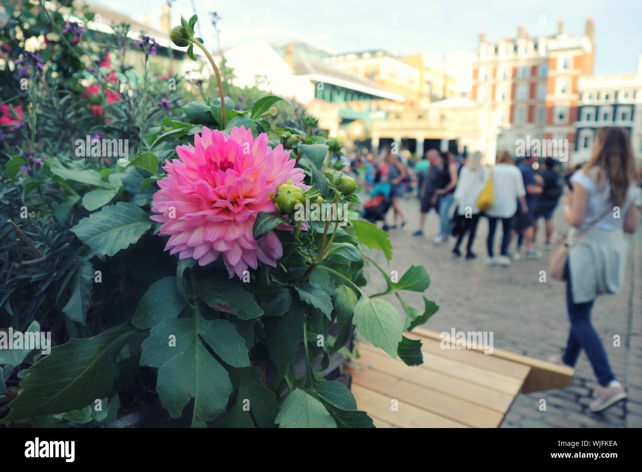 Covent Garden flower market, London Stock Photo Alamy