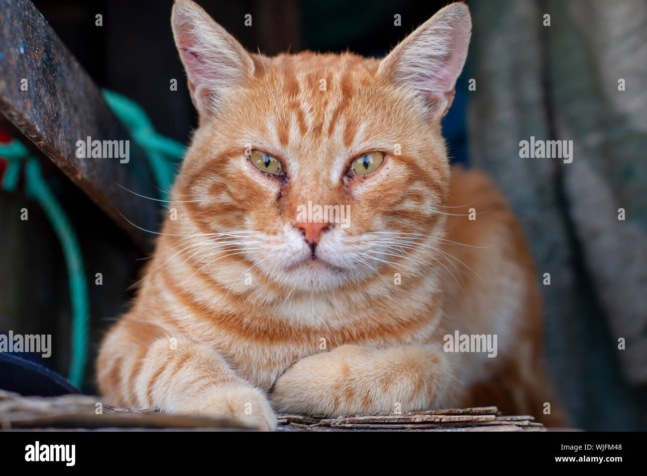 Portrait of beautiful street cat Stock Photo - Alamy