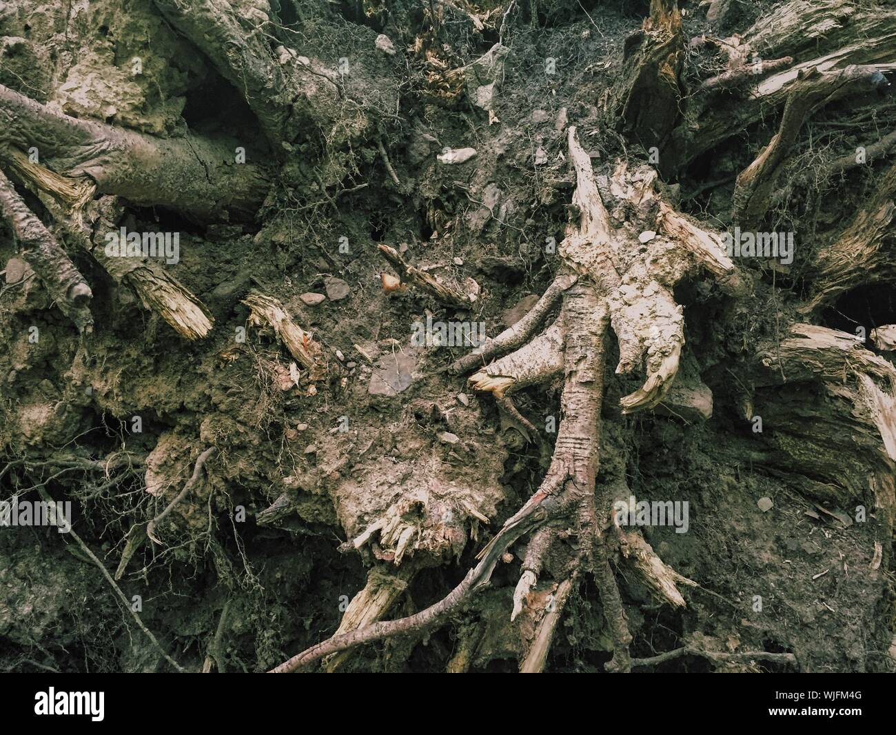 Dead Roots High Resolution Stock Photography and Images - Alamy