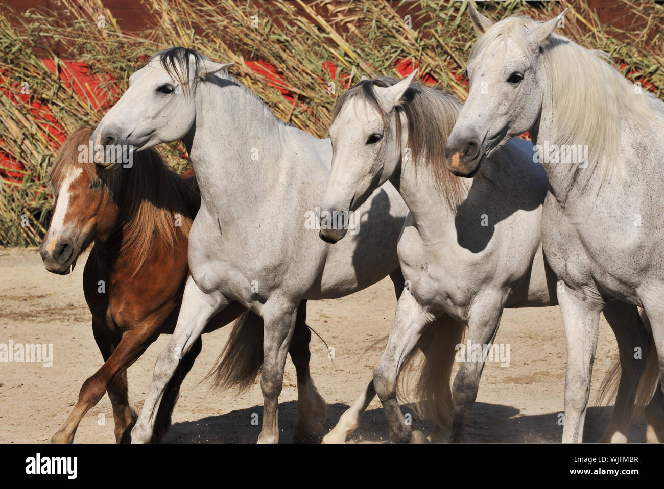 three white horses and one brown pony together Stock Photo