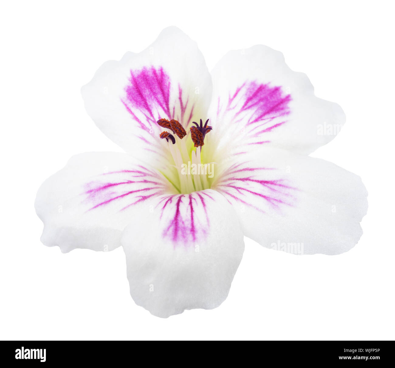 pelargonium flower  isolated on white background Stock Photo