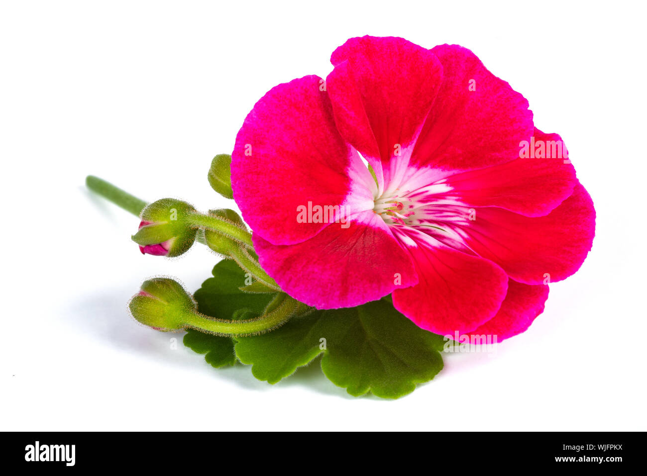 Red pelargonium flower  isolated on white background Stock Photo