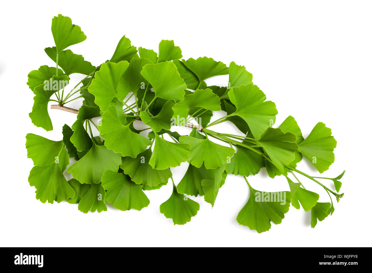 Ginkgo biloba branch with leaves isolated on white Stock Photo