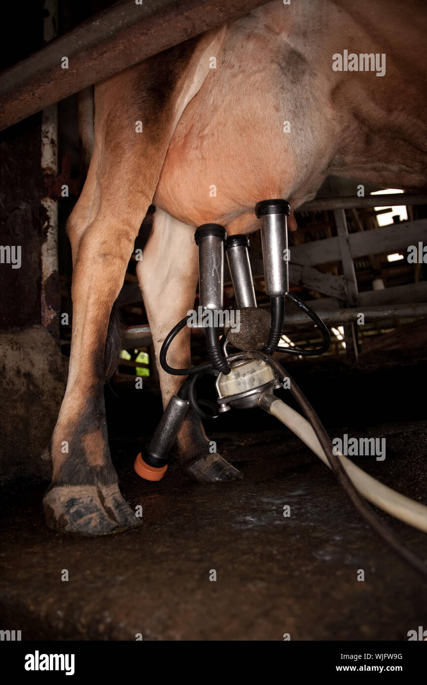 Milking machine hires stock photography and images Alamy
