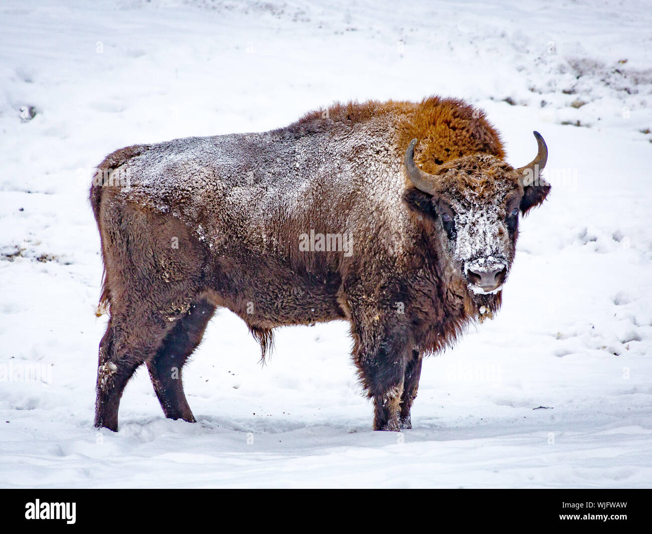 Wisent High Resolution Stock Photography and Images - Alamy