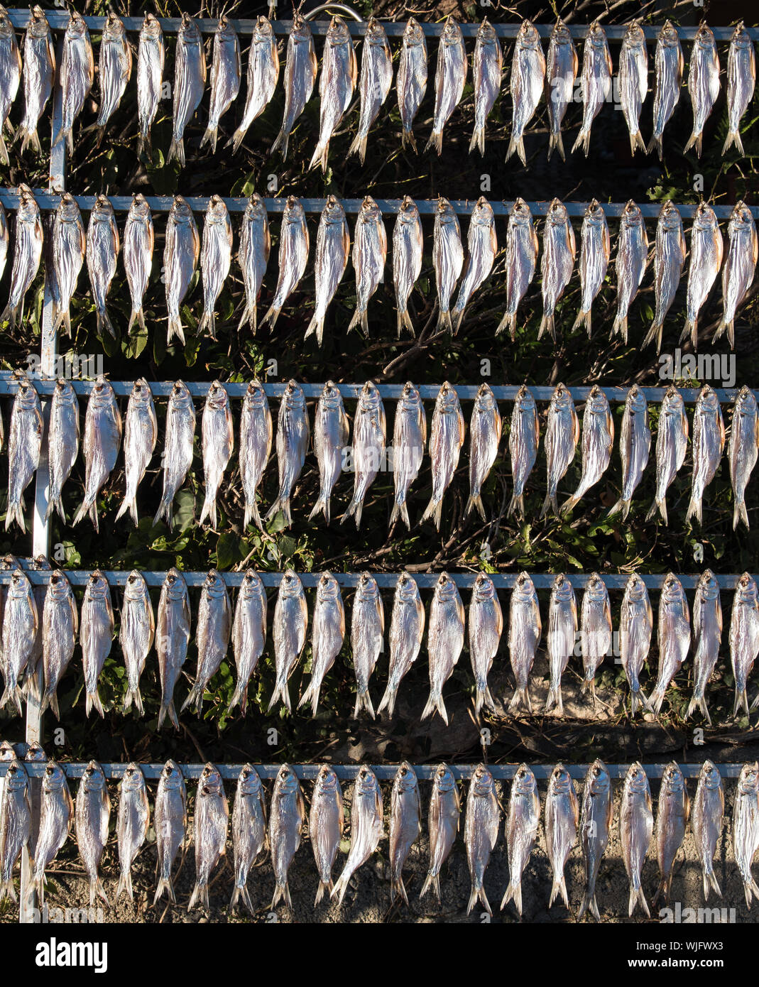 shad exposed to the sun to dry Stock Photo