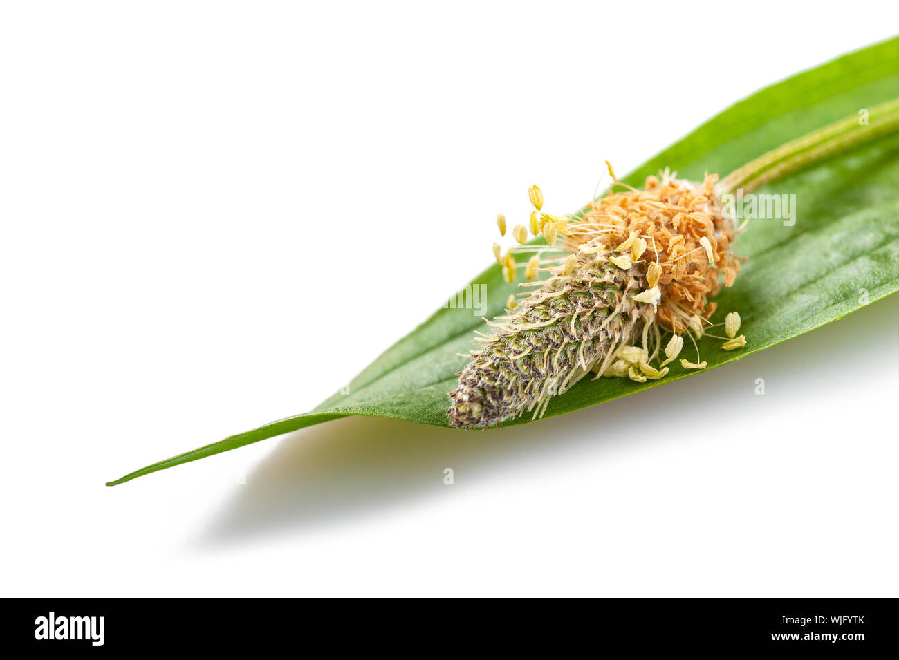 Ribwort plantain isolated on white background Stock Photo