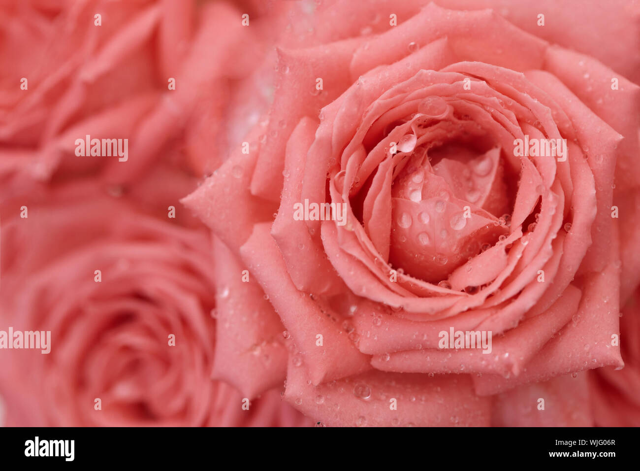 Roses with drops of dew on the petals - background Stock Photo - Alamy
