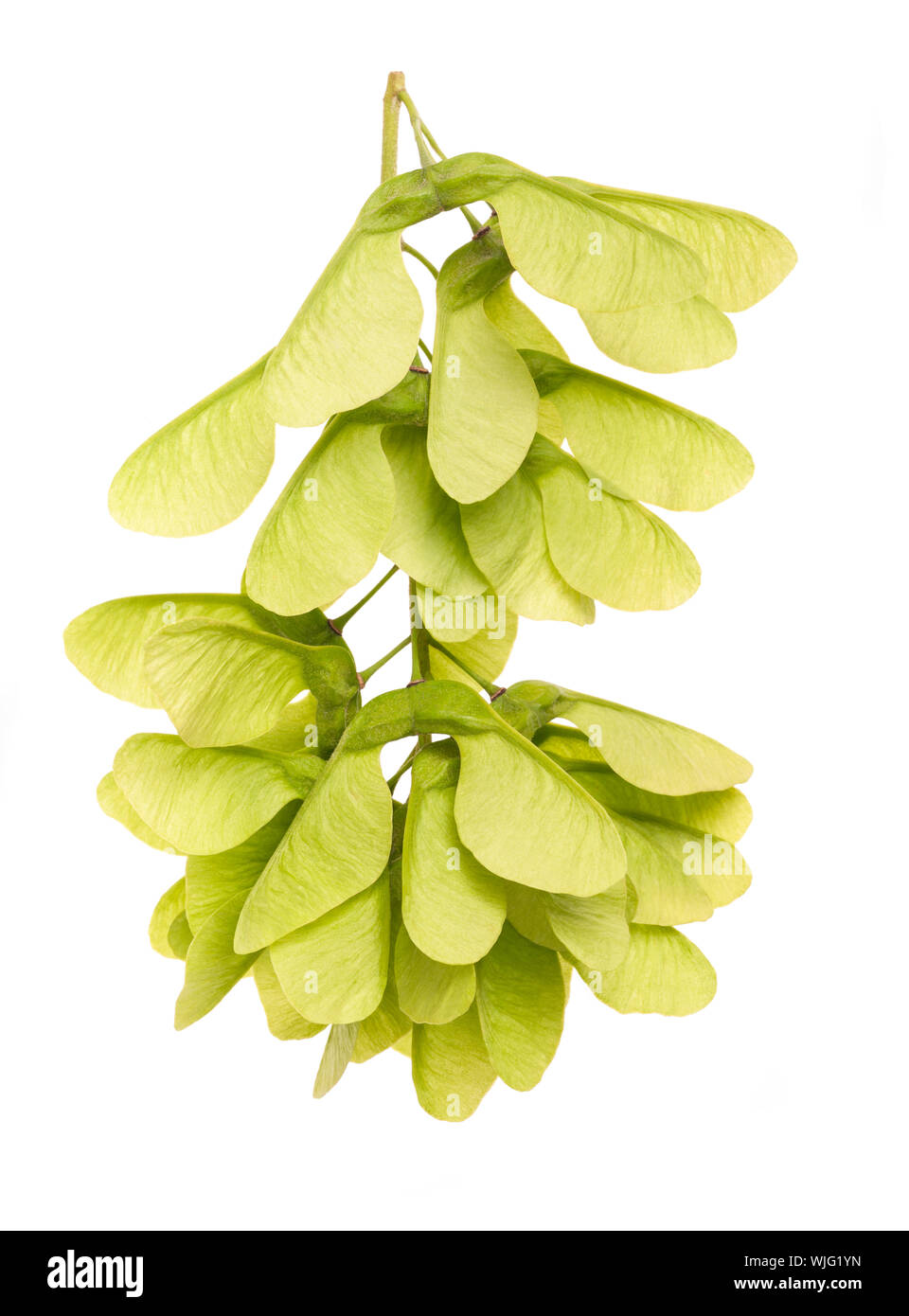 Green Maple fruits ( samara ) isolated on white background Stock Photo
