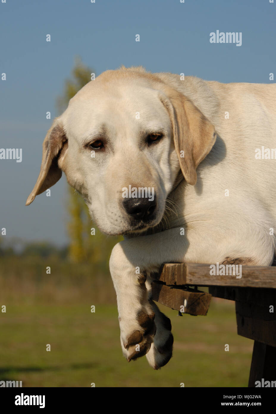 tired labrador retriever Stock Photo