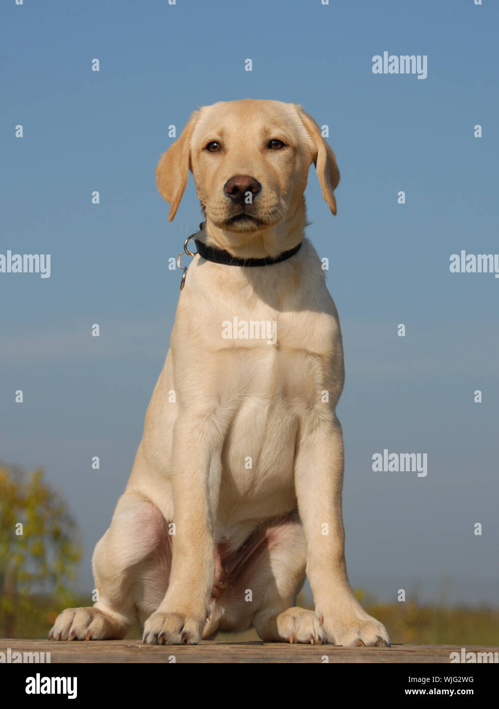 puppy labrador Stock Photo
