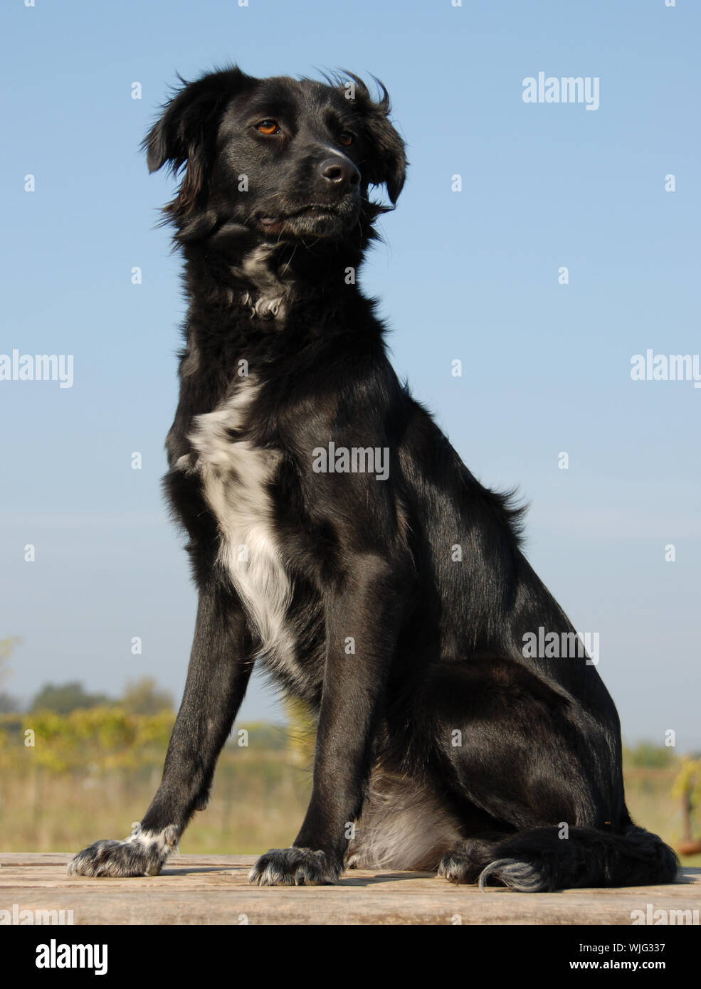 purebred border collie Stock Photo Alamy