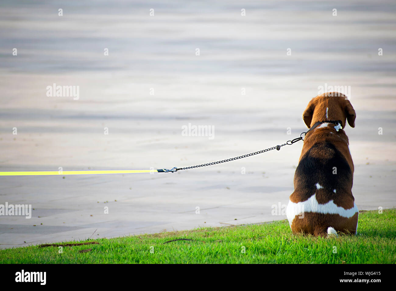 Beagl hi-res stock photography and images - Alamy