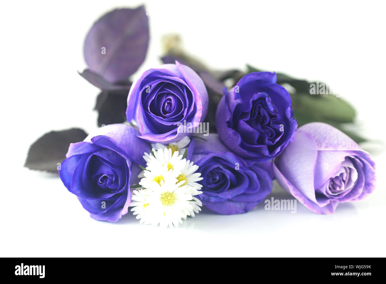 bouquet of beautiful violet roses Stock Photo Alamy