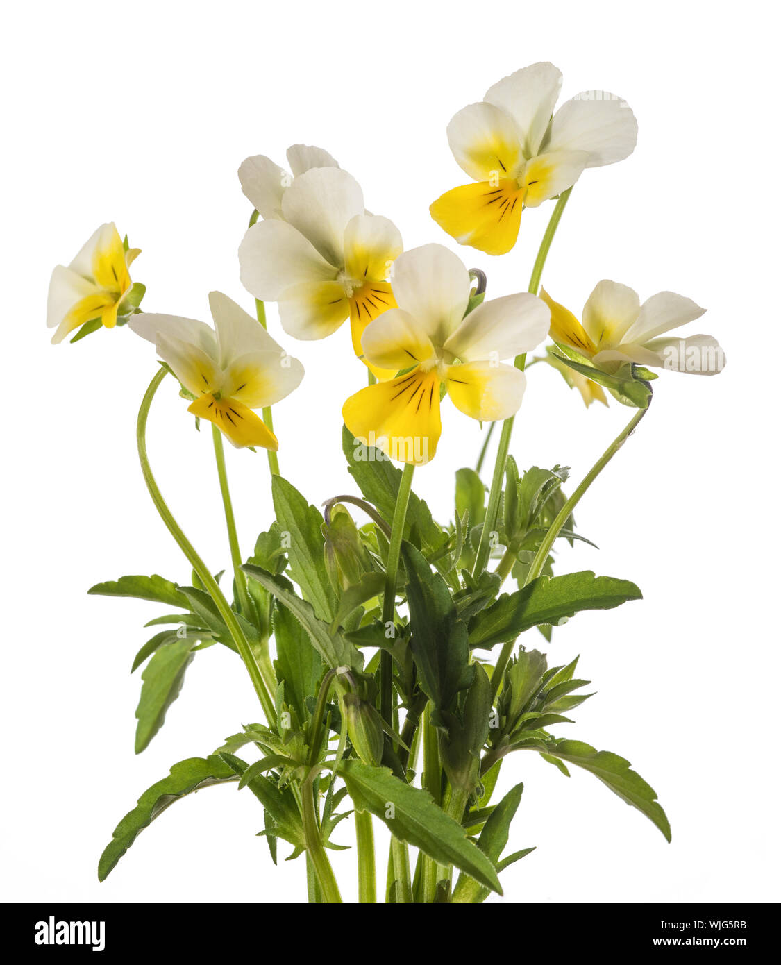 pansy flowers bunch isolated on white background Stock Photo