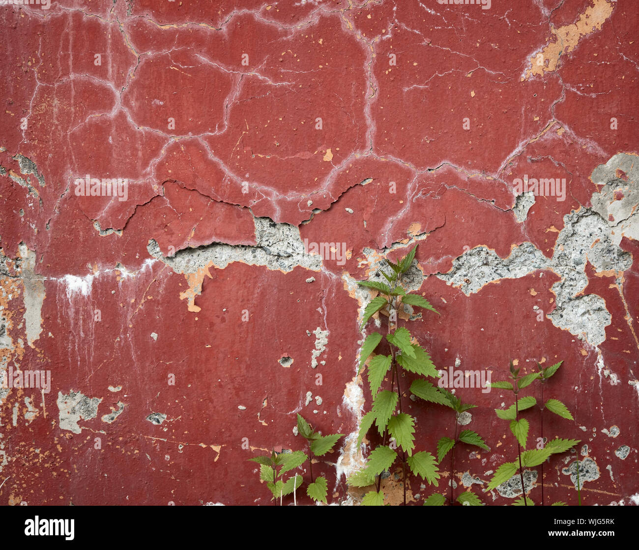 Old red wall with cracks and nettle runaways Stock Photo