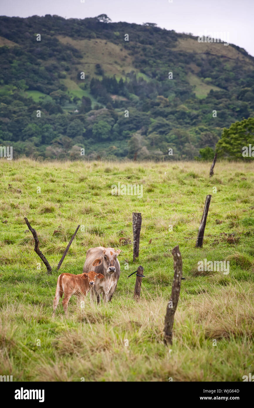 Wide landscape featuring cows in Costa Rica Stock Photo Alamy