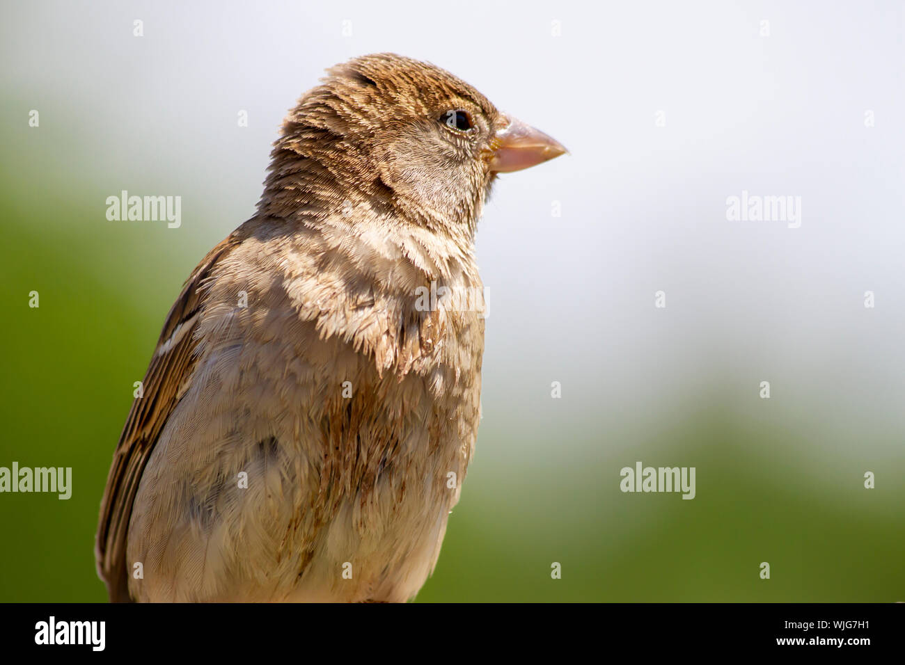 portrait photo of beautiful sparrow, ornithology, Stock Photo